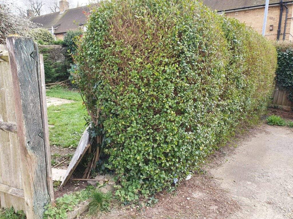 Hedge Removed in Wittering